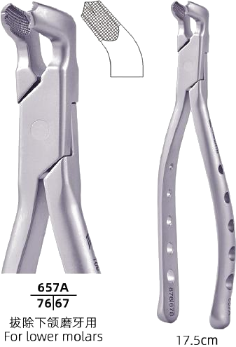 Adult Tooth Forceps — Lower Molars